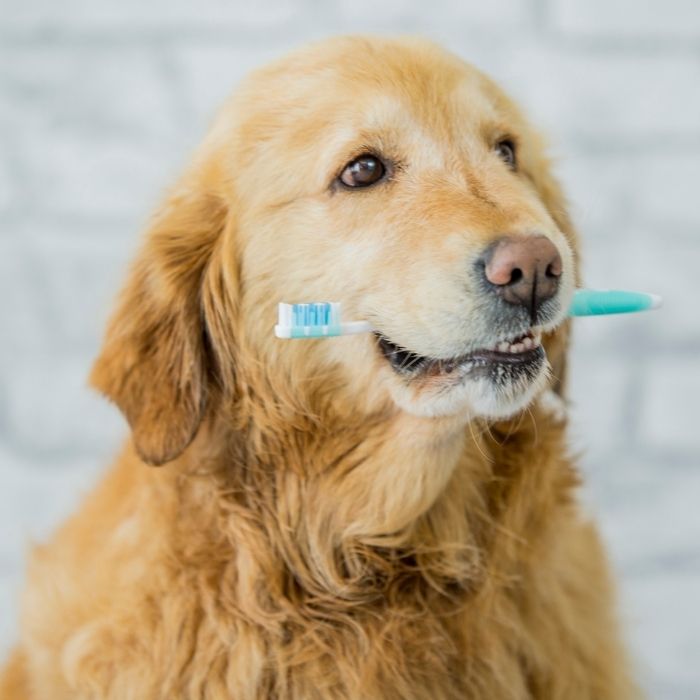 a dog with toothbrush
