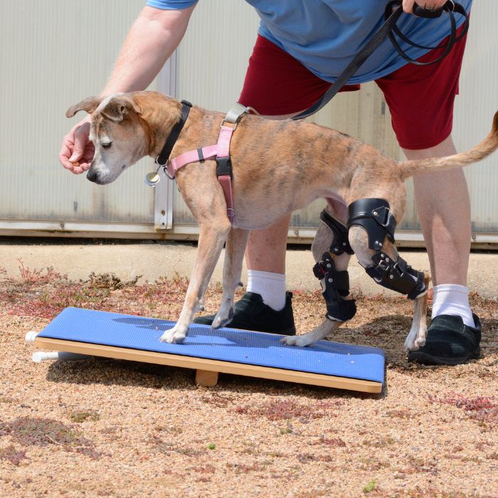 a dog with prosthetic leg on a small board