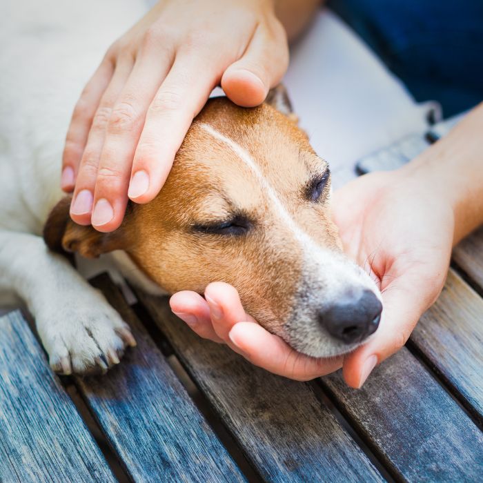 a person's hands holding a dog's head
