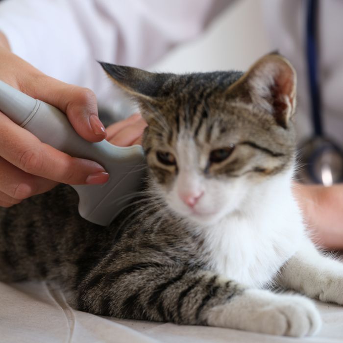 a cat having ultrasound